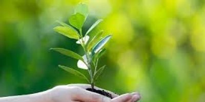21 de setembro, Dia da Árvore: momento para refletir