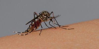 Confirmado primeiro óbito por dengue no Rio Grande do Sul em 2023