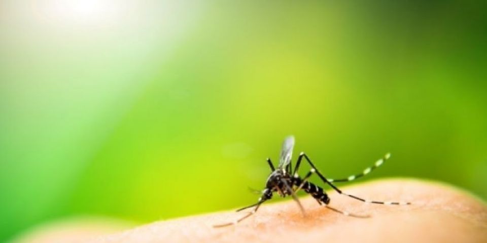 Vigilância Ambiental confirma localização de três focos do Aedes aegypti em Camaquã