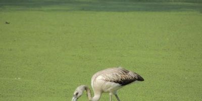 Flamingo-chileno é registrado pela Gestão Ambiental da BR-116, em Turuçu