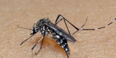  Dengue: especialista orienta sobre sintomas e prevenção da doença