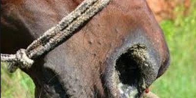 Sobe para oito número confirmado de casos de mormo no RS