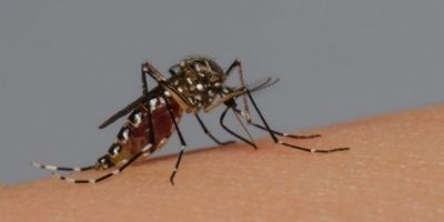 Confirmado terceiro óbito por dengue no Rio Grande do Sul em 2023