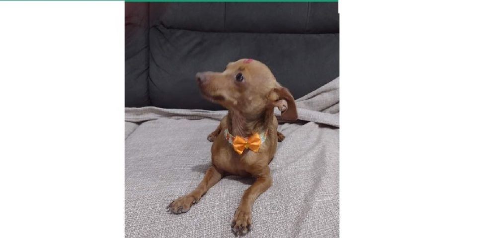 PROCURA-SE por Mel: cachorra está desaparecida desde sábado em Camaquã