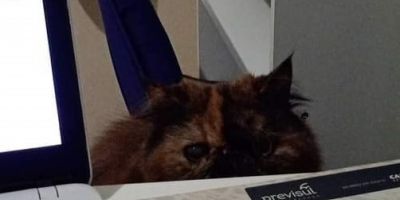 AJUDE A ENCONTRAR: gata está desaparecida há quatro dias em Camaquã