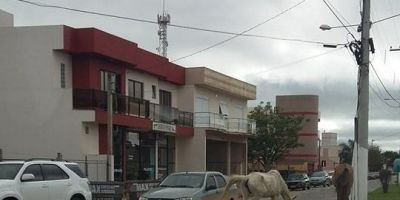 Camaquense registra imagem de cavalos soltos em via pública em frente ao foro local