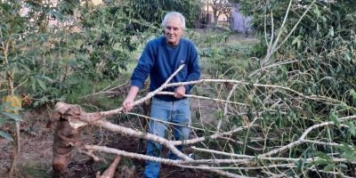 Vídeo e fotos: plantação de aipim gigante chama atenção na cidade de Camaquã