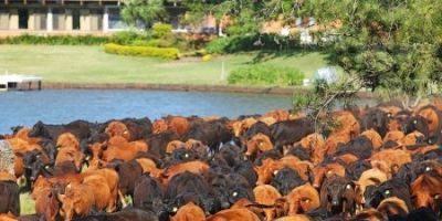 Produtores ganham mais prazo para regularizar uso de áreas no Bioma Pampa