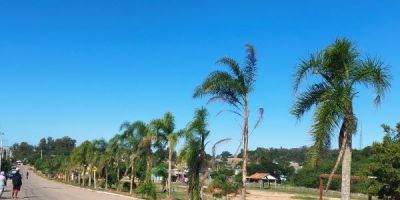 Secretaria do Meio Ambiente de Camaquã realiza transplante de jerivás para praça do bairro Cônego Walter 