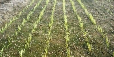 Irga irá participar da Expocamaquã 2015