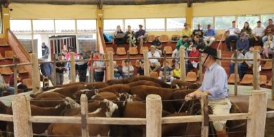 Médias são satisfatórias na 42ª Feira do Terneiro de Camaquã