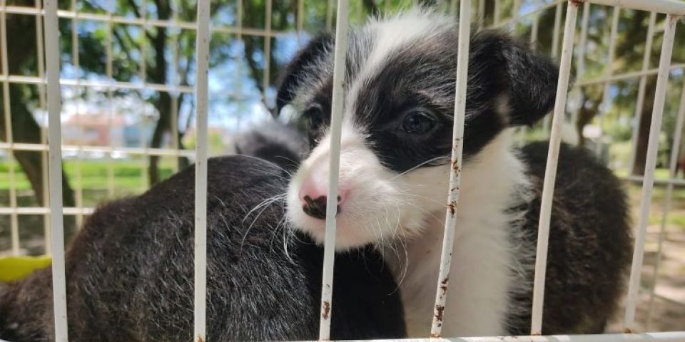 SOS Animais promove feira de adoção de cães e gatos em Pelotas