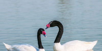 Rio Grande do Sul registra foco de gripe aviária em aves silvestres