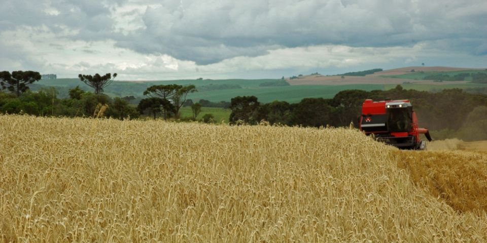 Trigo colhido até o momento no RS é de boa qualidade