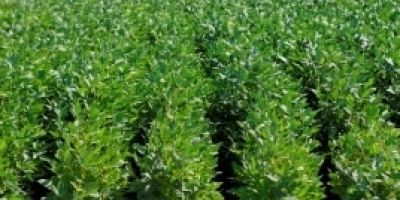 Manejo de soja na zona sul será debatida na Expofeira de Pelotas