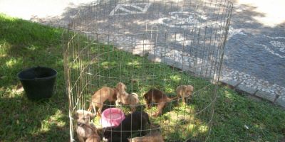 Camaquã - todas as sextas-feiras é realizada a Feira de Adoção. Venha adotar o seu animal