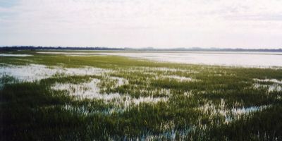 Seminário do Arroz na Expofeira de Pelotas será nesta terça-feira