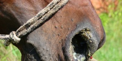 Confirmado caso de mormo em Camaquã