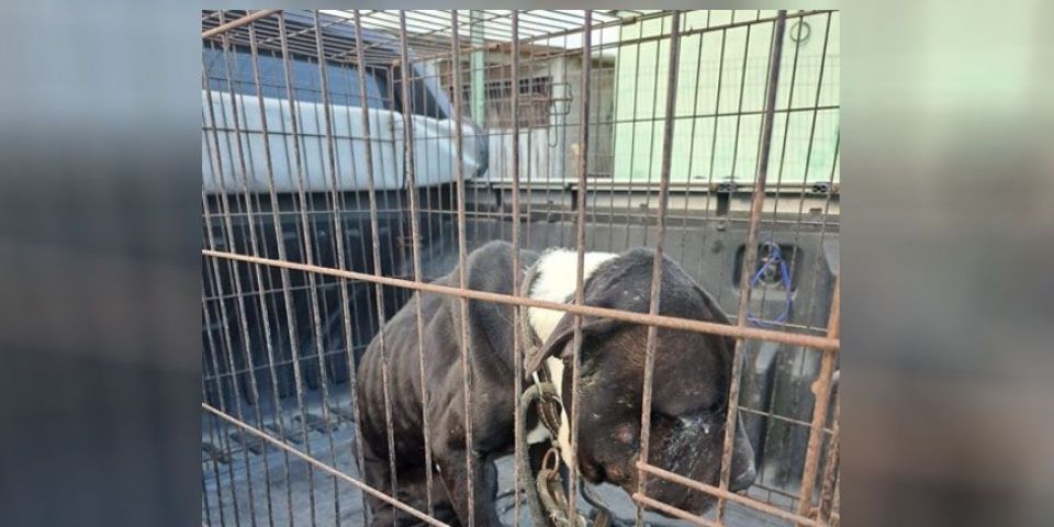 Brigada Militar prende homem por maus-tratos a cachorro em Santa Vitória do Palmar