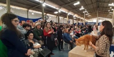 Evento aproxima felinos e humanos em Porto Alegre