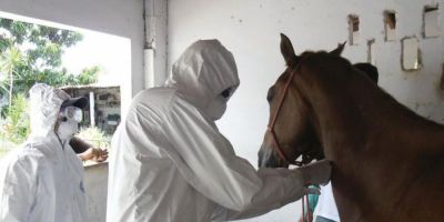 15 cavalos já foram diagnosticados com mormo no RS. Em Camaquã o animal doente foi sacrificado no dia 8