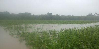 Agricultores têm prejuízos na plantação de fumo por causa das chuvas em Camaquã