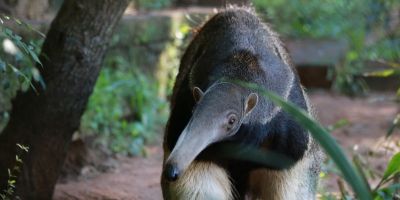 Parque Zoológico de Sapucaia do Sul recebe fêmea de tamanduá-bandeira