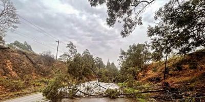 Árvores caem e interditam trecho da ERS-350 em Dom Feliciano