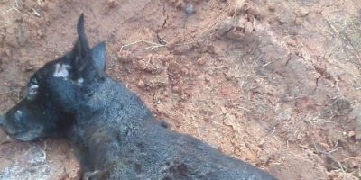 CRUELDADE: cachorros são mortos e jogados fora em Camaquã