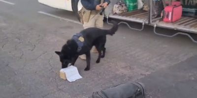 PRF apreende maconha em ônibus com destino à fronteira do Uruguai