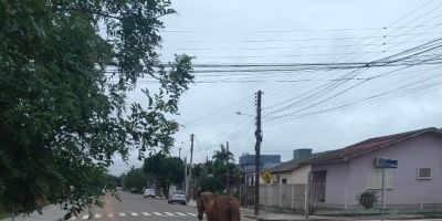 Cavalo é visto andando no meio de rua do bairro Olaria em Camaquã