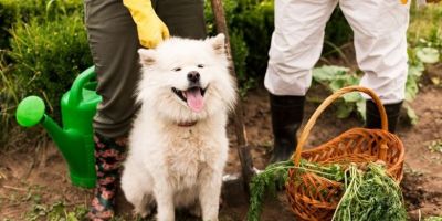 Como a agricultura pode ajudar na alimentação de pets