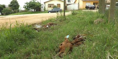 Bezerro morto é jogado à beira de rua no bairro Jardim em Camaquã