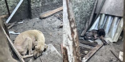 Polícia Civil prende homens em flagrante por maus-tratos a animais em Rio Grande