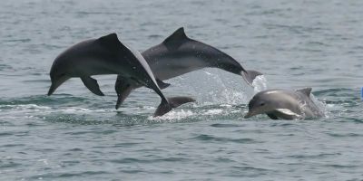 Estudo detecta bactéria da leptospirose em golfinhos e lobos-marinhos