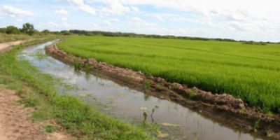 Plantio do arroz no RS alcança 26,48% da área prevista