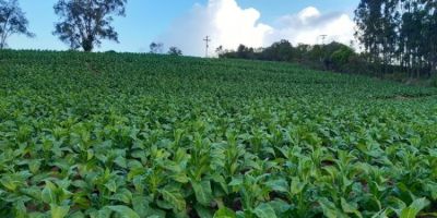 Organizadores cancelam abertura oficial da Colheita do Tabaco no RS