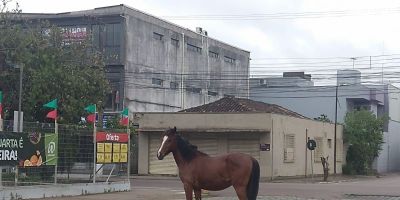 Cavalo é visto andando livremente no centro de Camaquã  