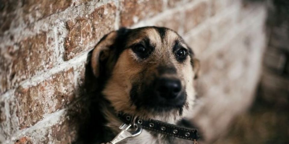 Projeto de Lei proíbe acorrentamento de animais domésticos em Camaquã 