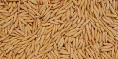 Brasil avança nas negociações para exportar arroz ao México