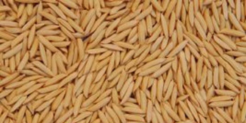 Brasil avança nas negociações para exportar arroz ao México