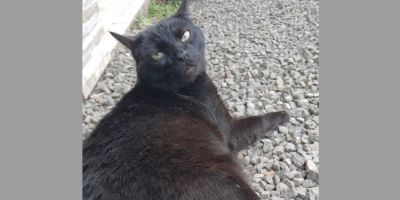 Gato de estimação está desaparecido no bairro Cohab em Camaquã