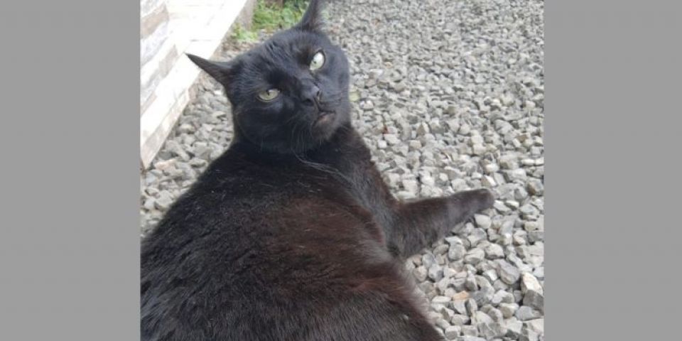 Gato de estimação está desaparecido no bairro Cohab em Camaquã