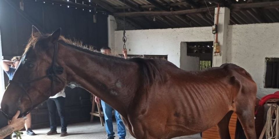 Cavalos são resgatados em situação de maus-tratos em São Lourenço do Sul