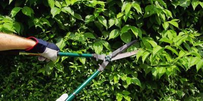 SMMA de Camaquã emite comunicado sobre cancelamento de pedidos de poda