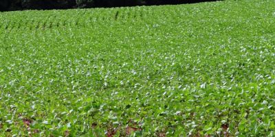 Plantio da soja já atinge 3% do total previsto para esta safra no RS