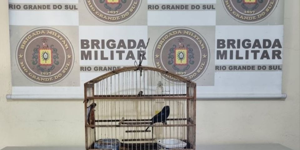 Brigada Militar resgata pássaro silvestre em Turuçu
