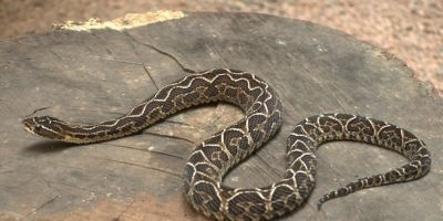 Calor aumenta risco de acidentes com serpentes