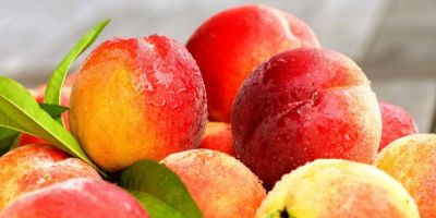 Safra de pêssego é aberta em Porto Alegre