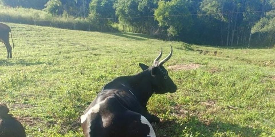 Vaca dá à luz bezerros gêmeos de sexos diferentes em Cerro Grande do Sul